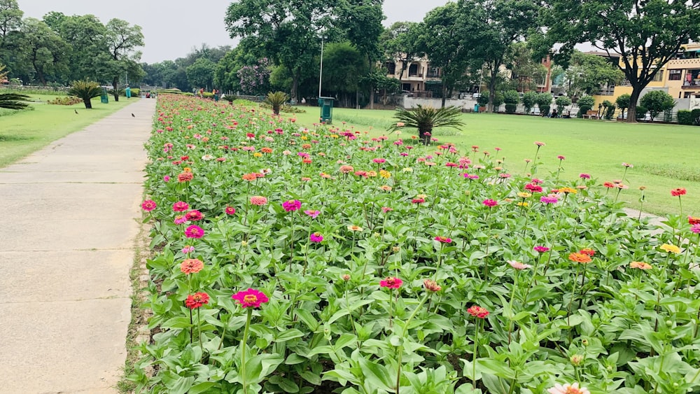 a garden with flowers