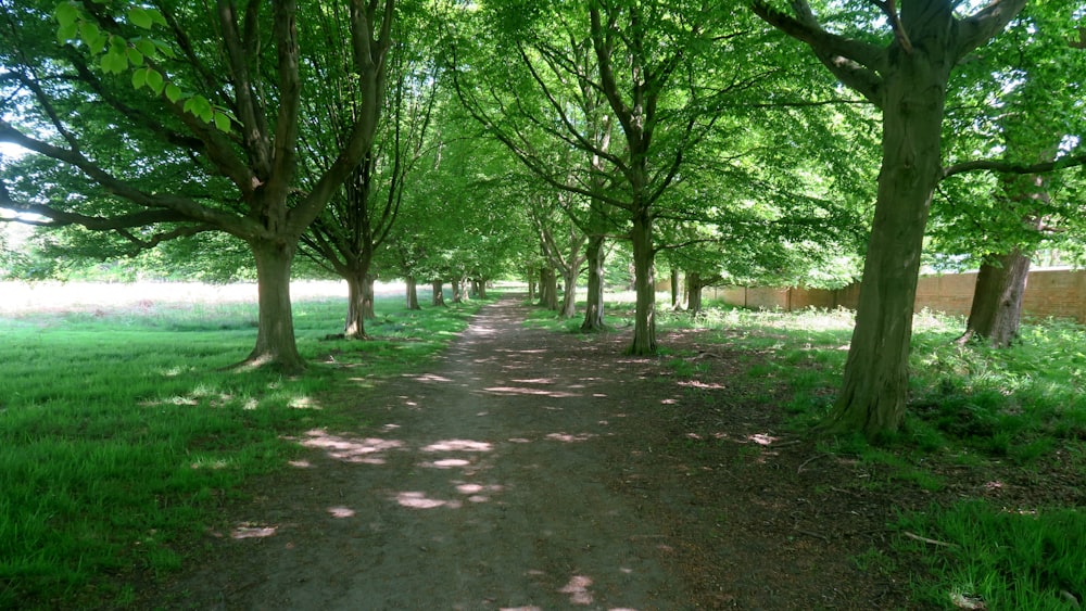 a dirt path with trees on either side of it