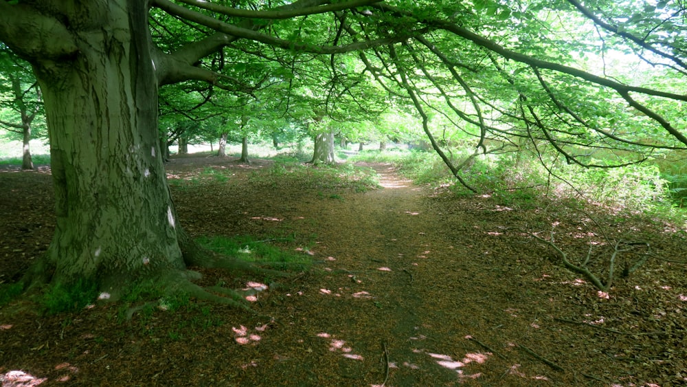 Un camino a través de un bosque