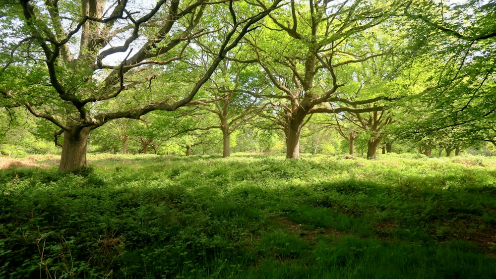 a grassy area with trees in the back