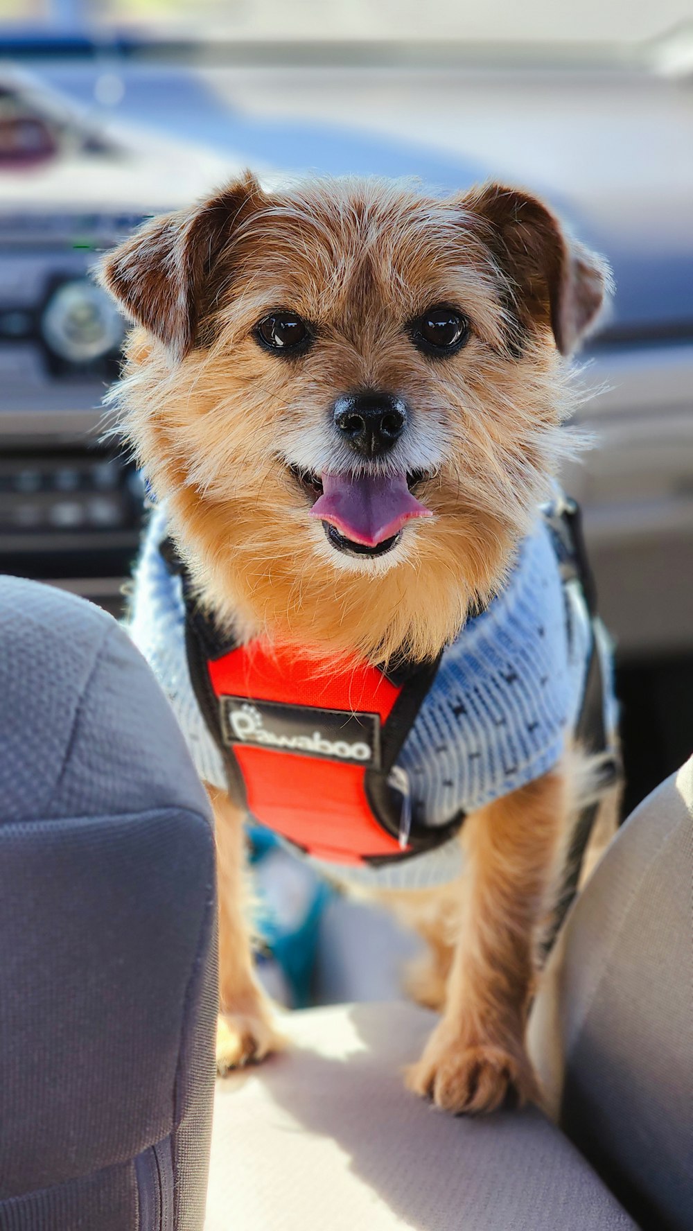 a dog wearing a vest