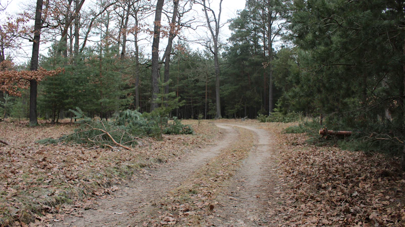 Trail clearing near Ottertail