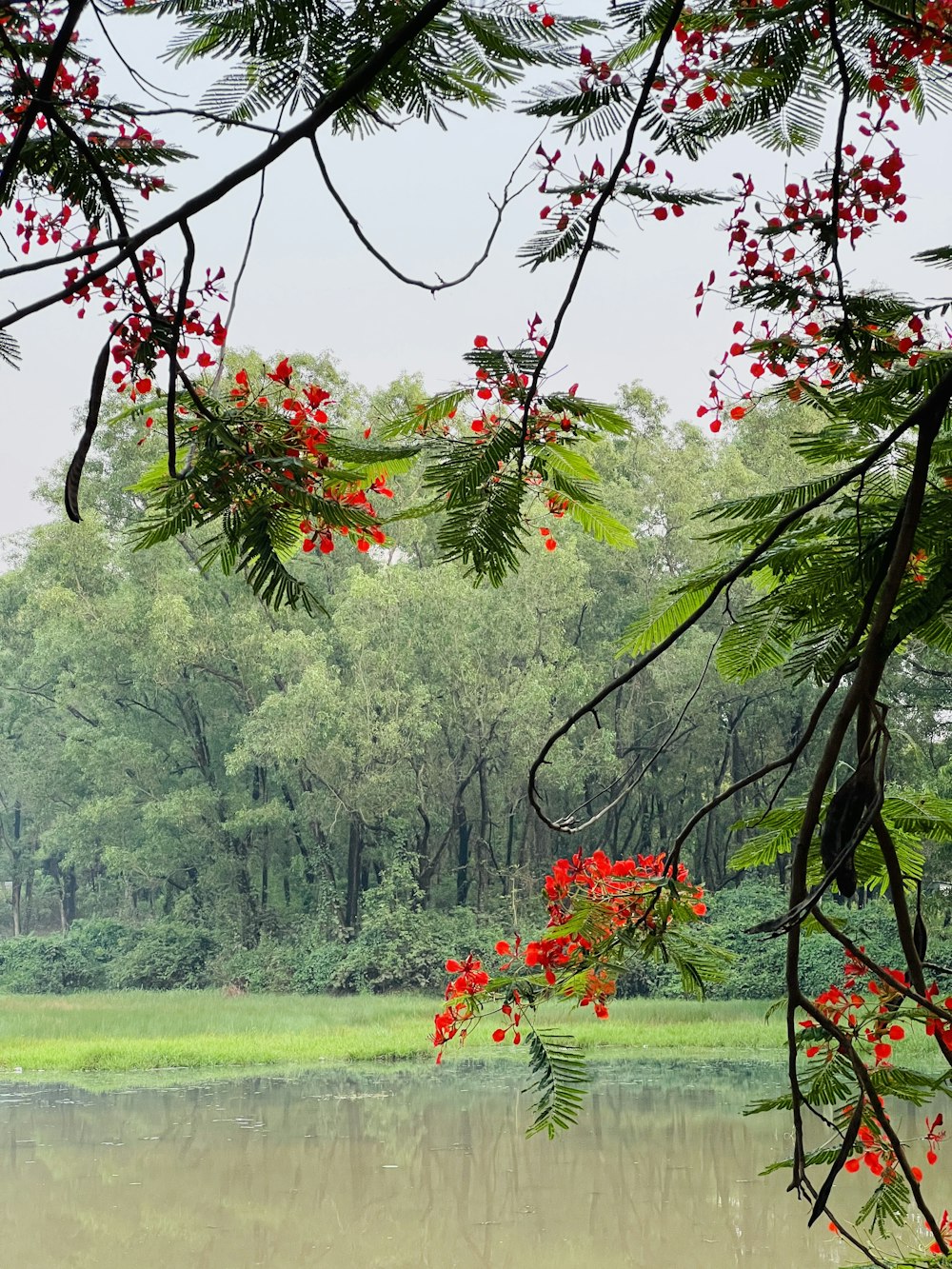 a pond with trees around it