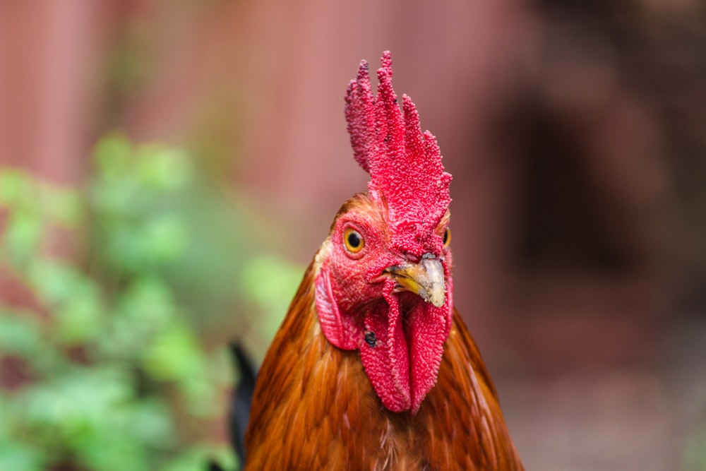 a rooster with a red head