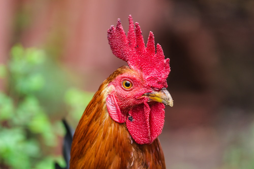 a rooster with a red head