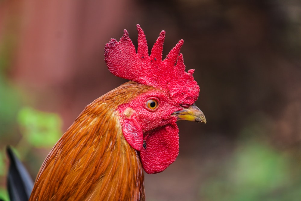 a rooster with a red head