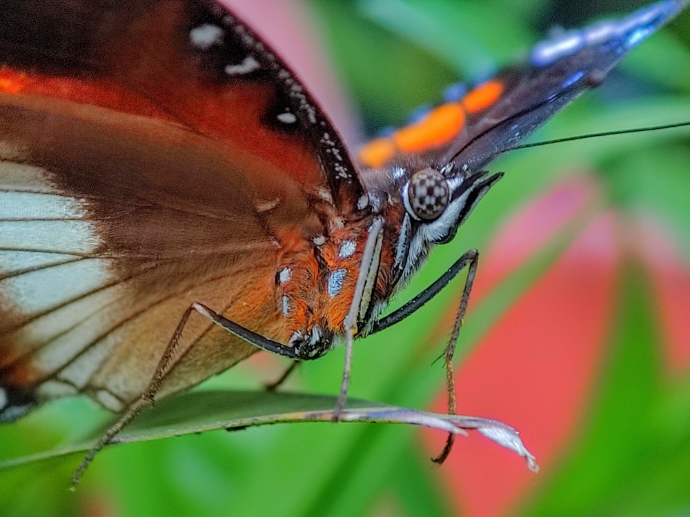 a butterfly on a leaf