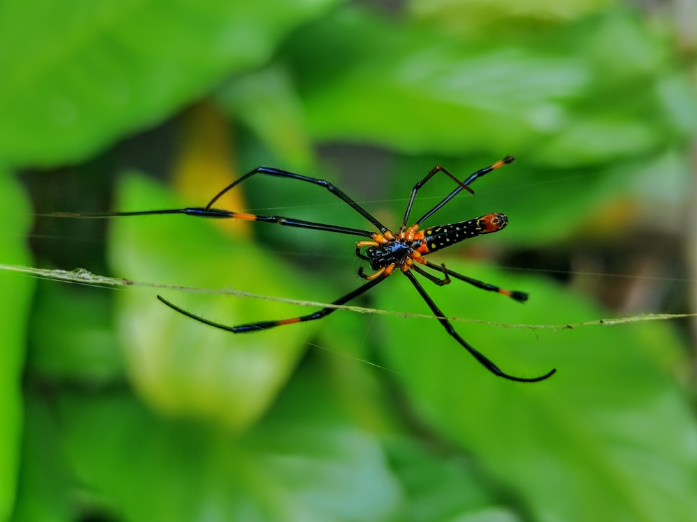 a spider on a web