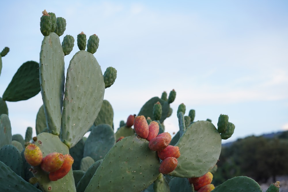 a cactus with fruits