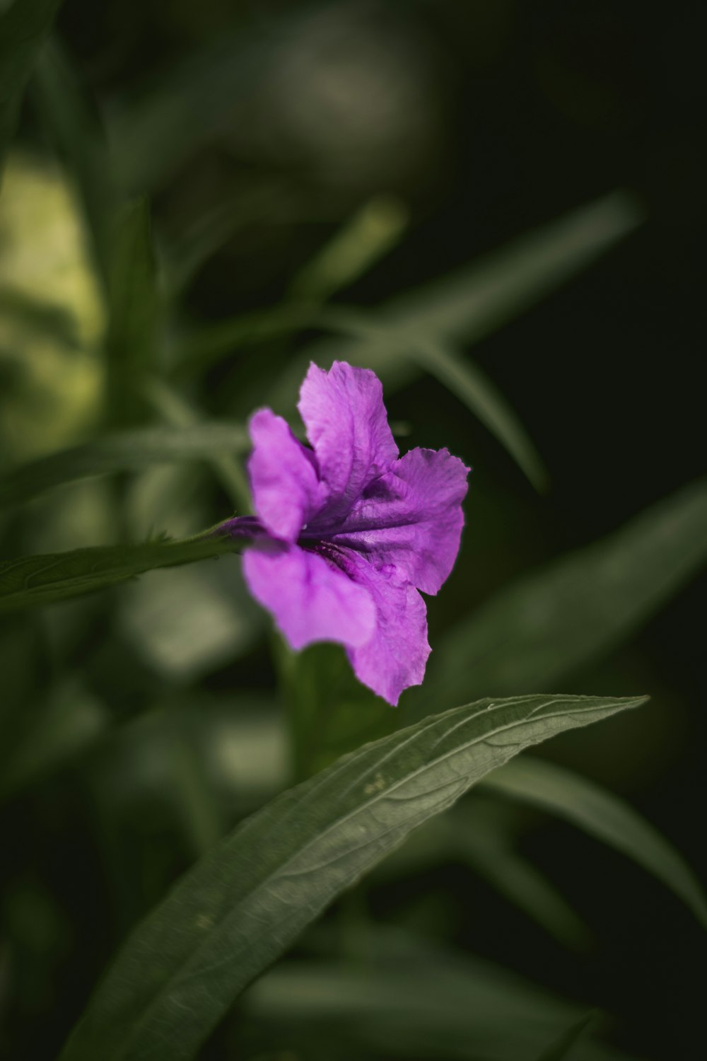 a purple flower on a plant