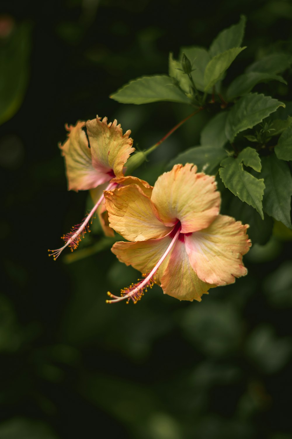 a close up of a flower