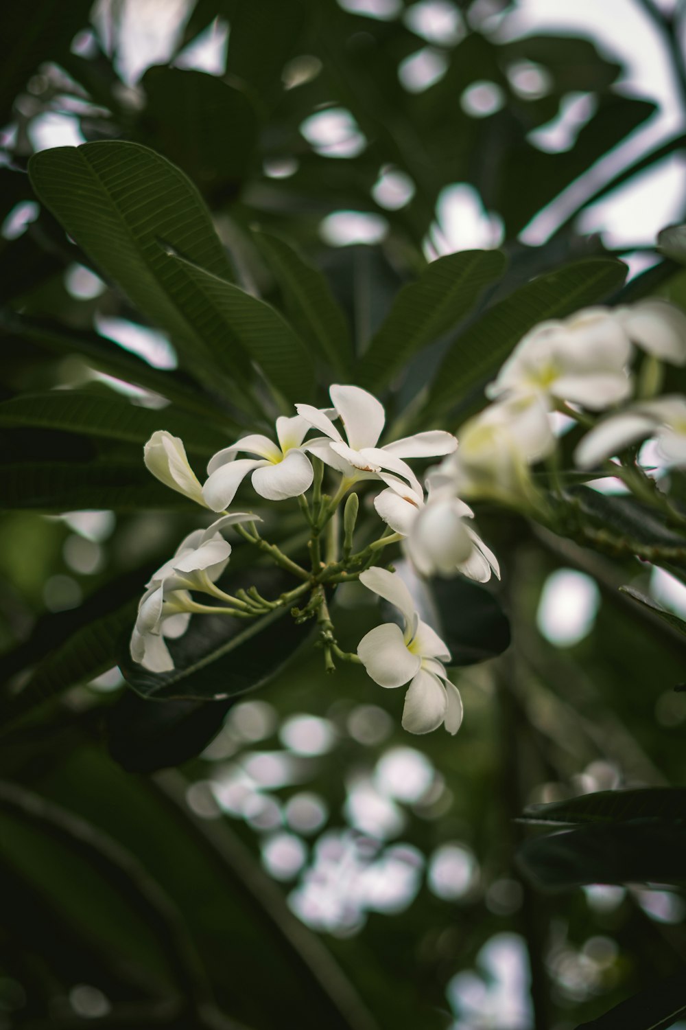 Un primo piano di una pianta con fiori bianchi