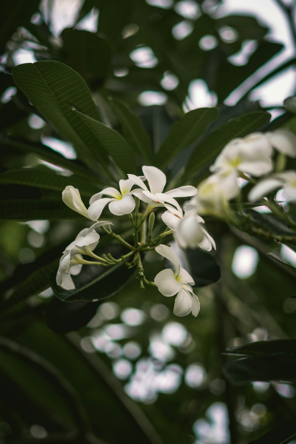 um close up de uma planta com flores brancas