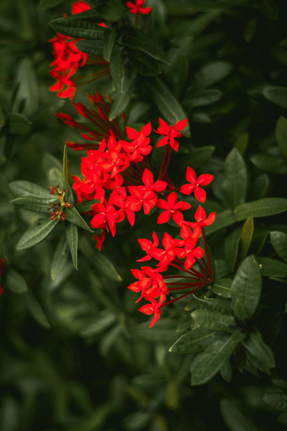 a butterfly on a red flower