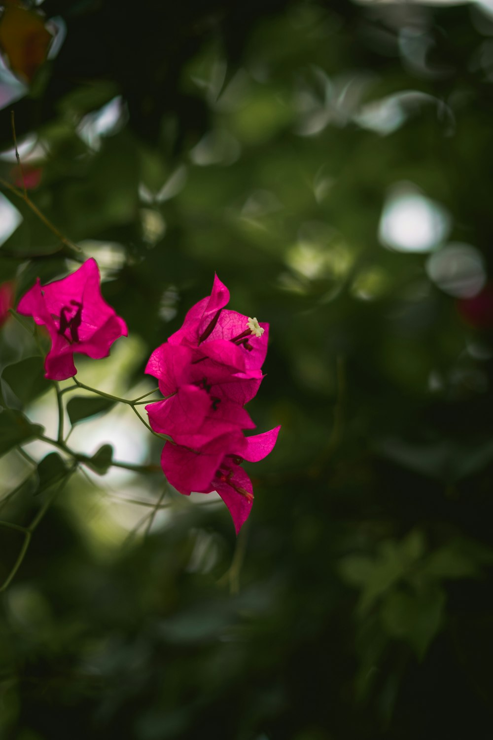 Une abeille sur une fleur