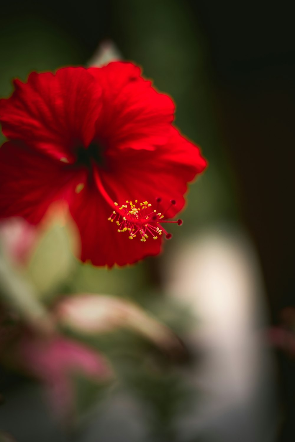 une fleur rouge avec des gouttelettes d’eau dessus