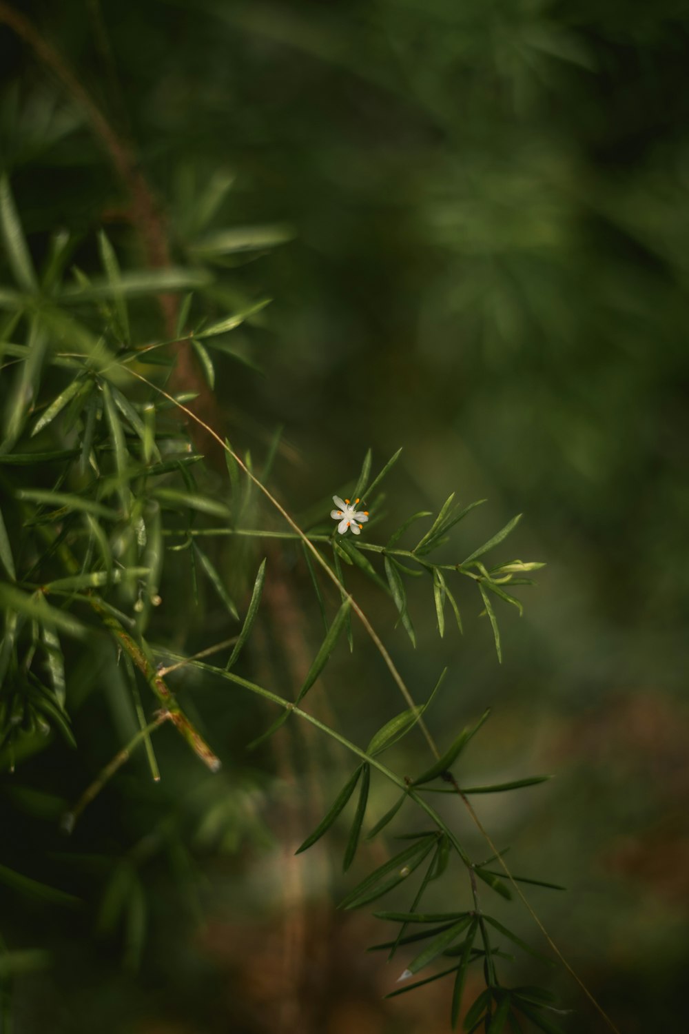 녹색 식물에 흰 꽃