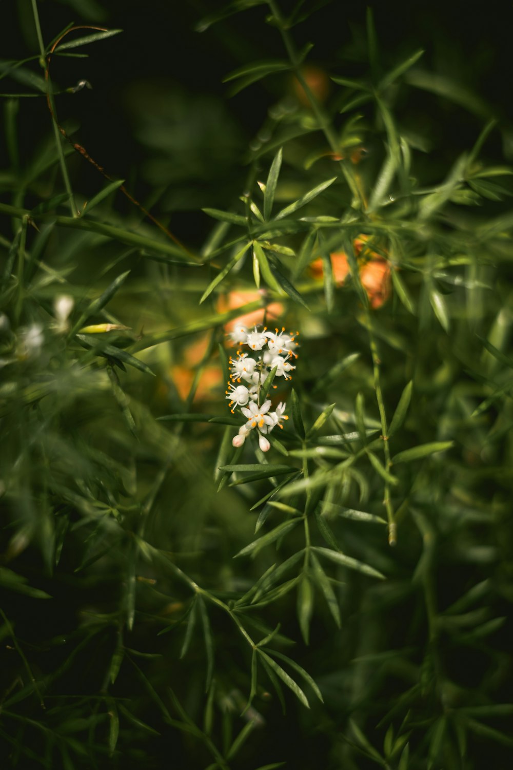 un fiore bianco su una pianta