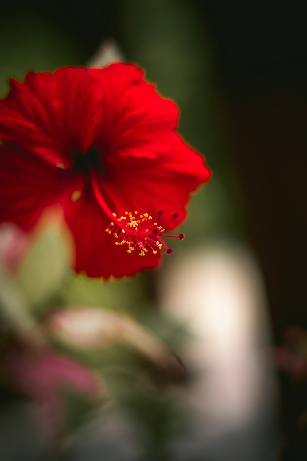 eine rote Blume mit Wassertröpfchen darauf