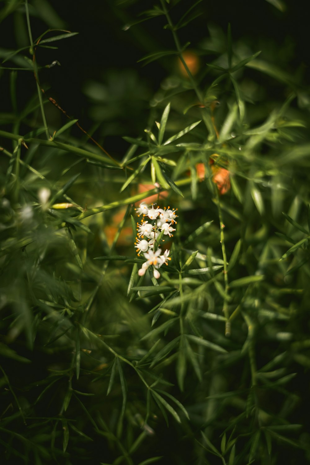 uma flor branca em uma planta