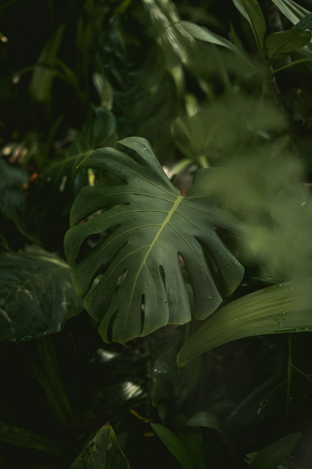 a close up of a plant