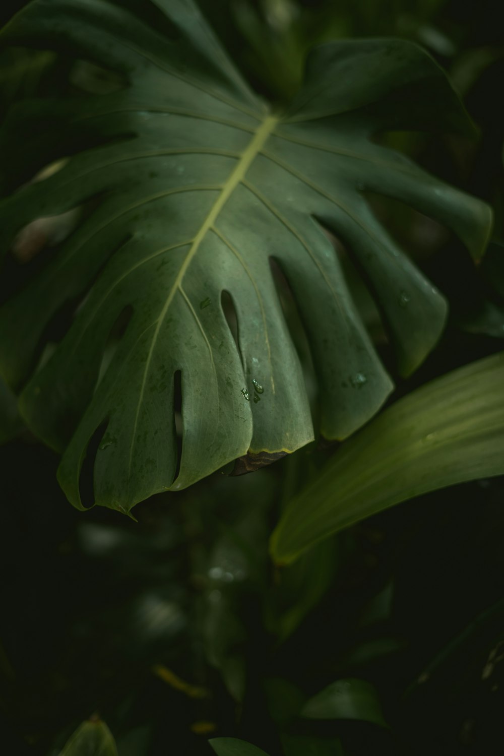 um close up de uma planta