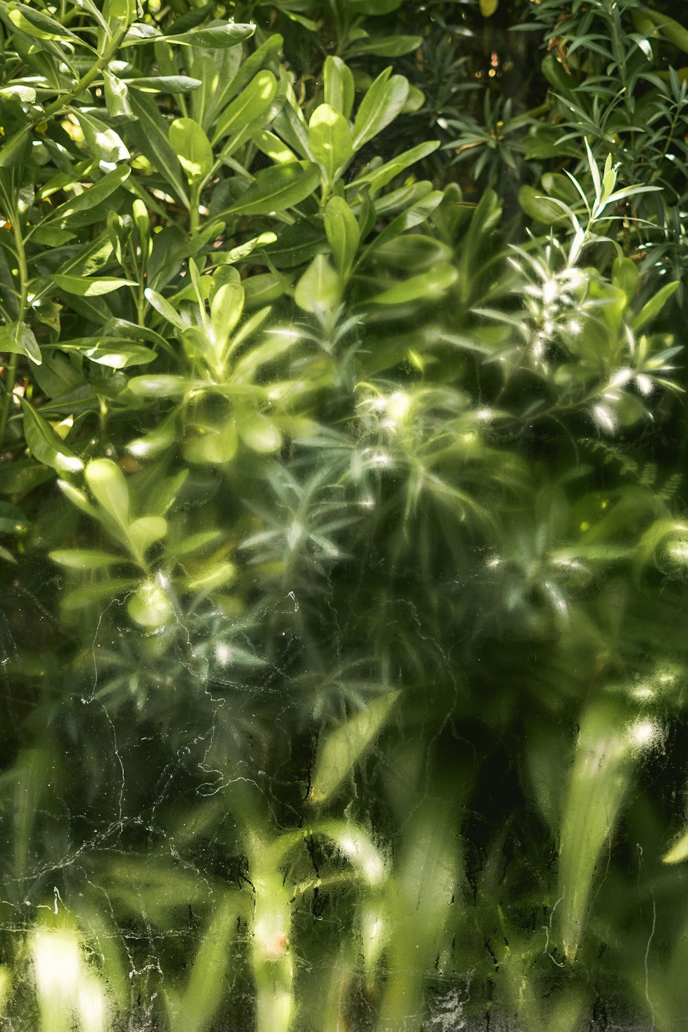 a close up of some leaves