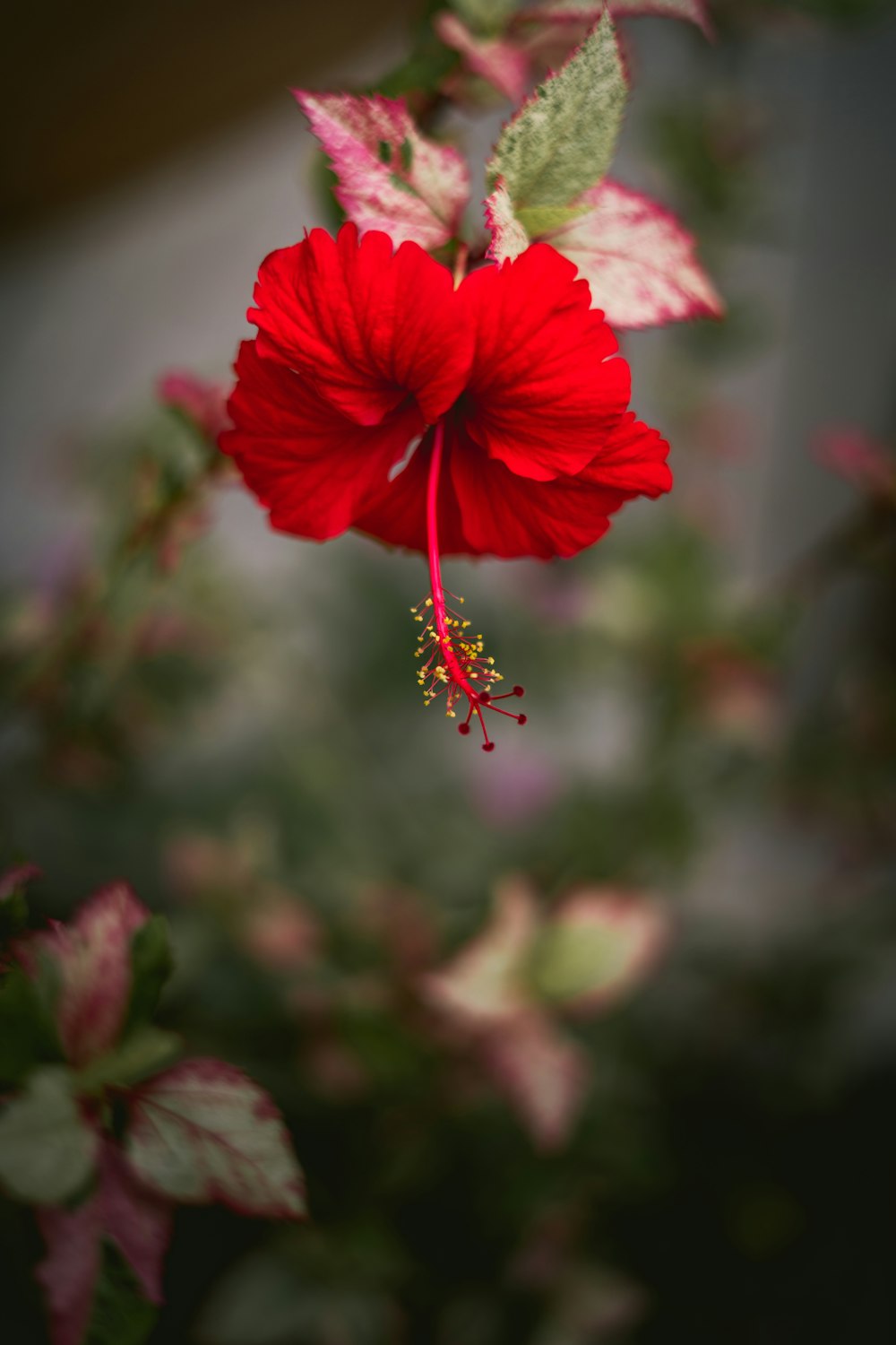 un fiore rosso con macchie bianche