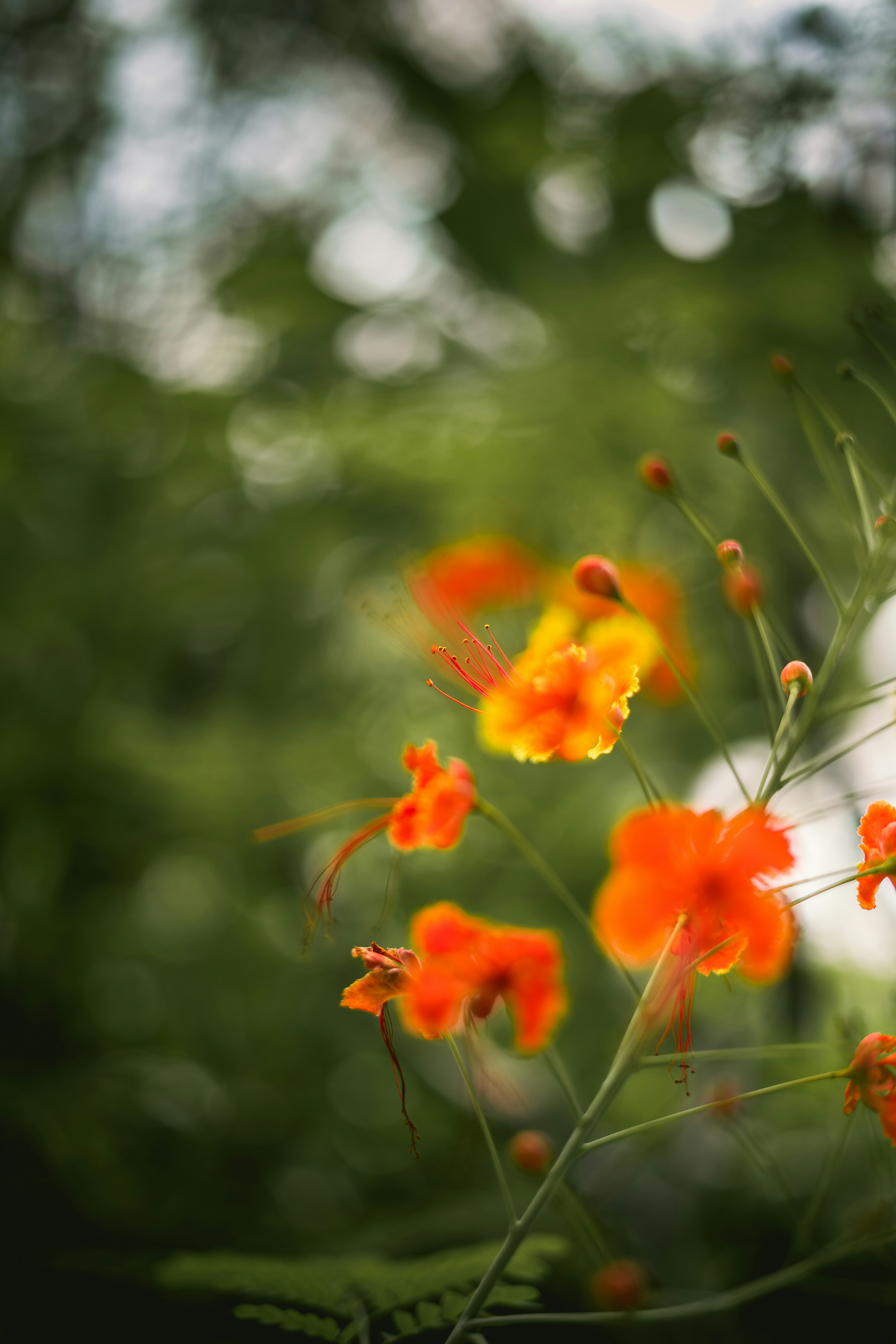 a close up of some flowers