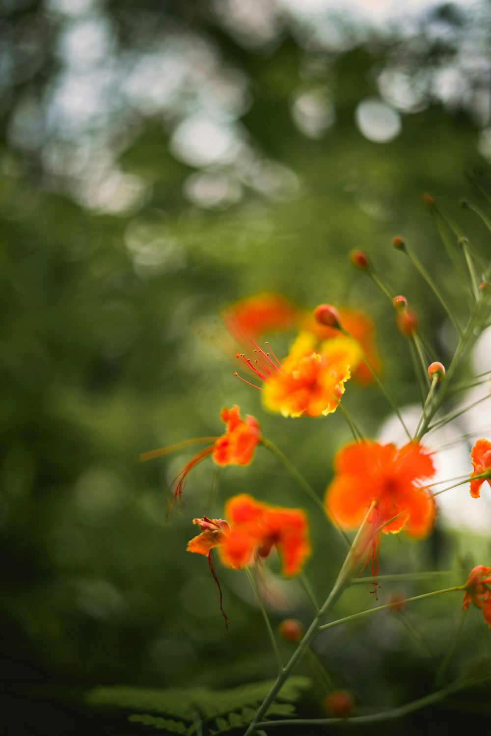 a close up of some flowers