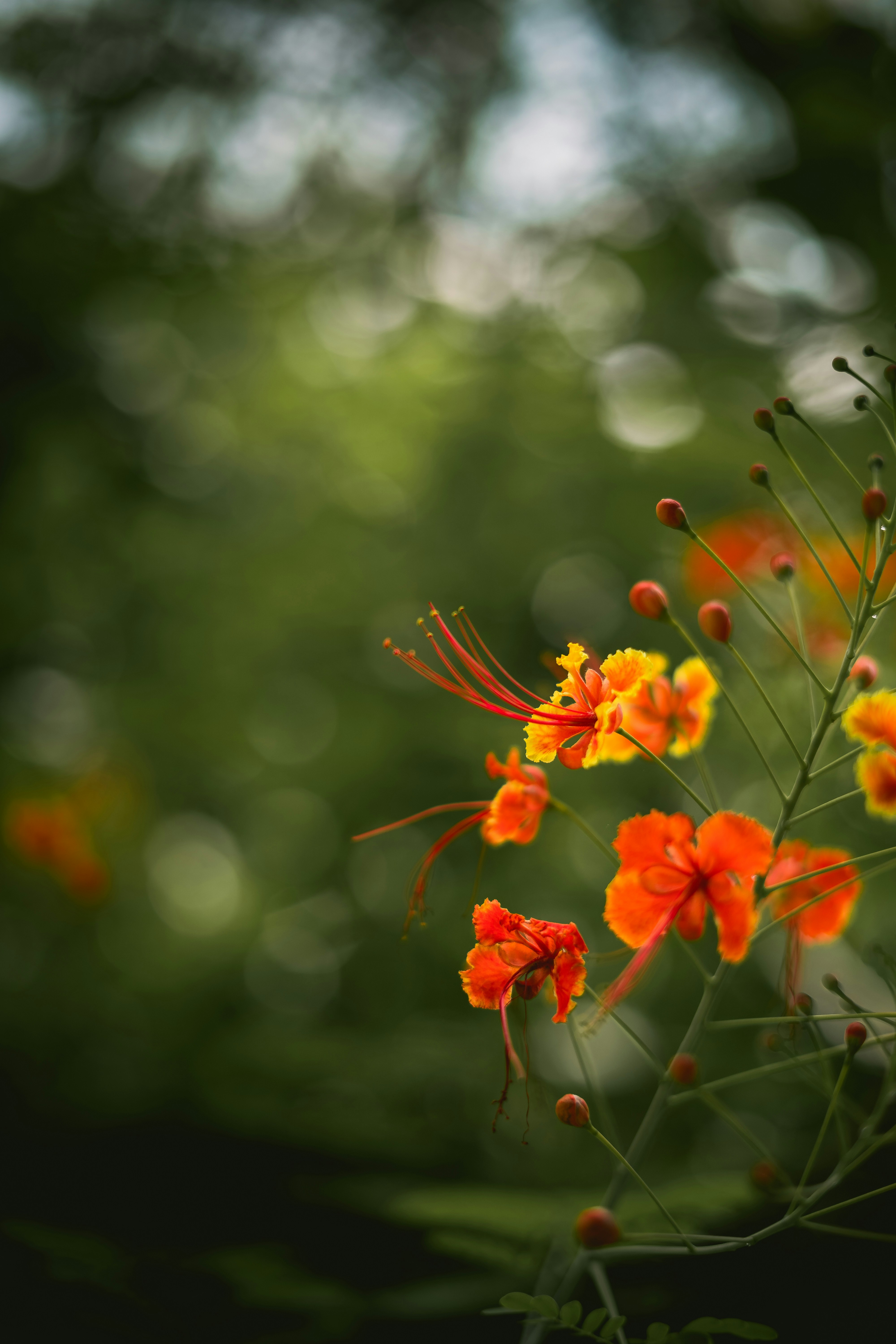 close up of flowers