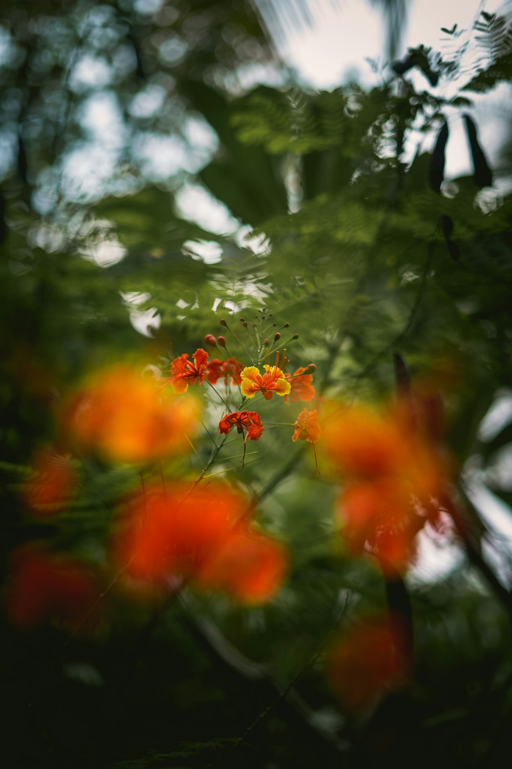 close-up of a plant