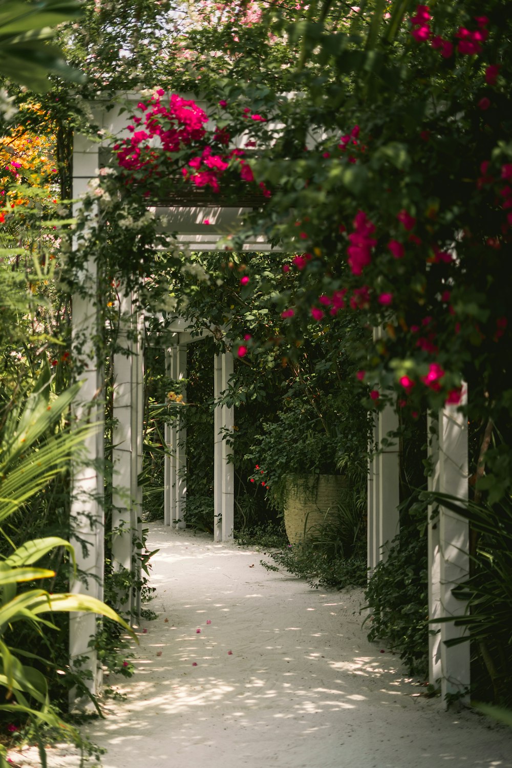 a walkway with plants and flowers on it