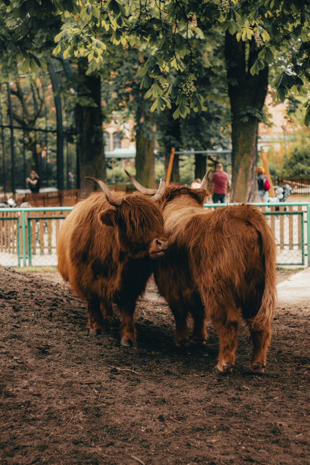 a group of yaks stand in a dirt field