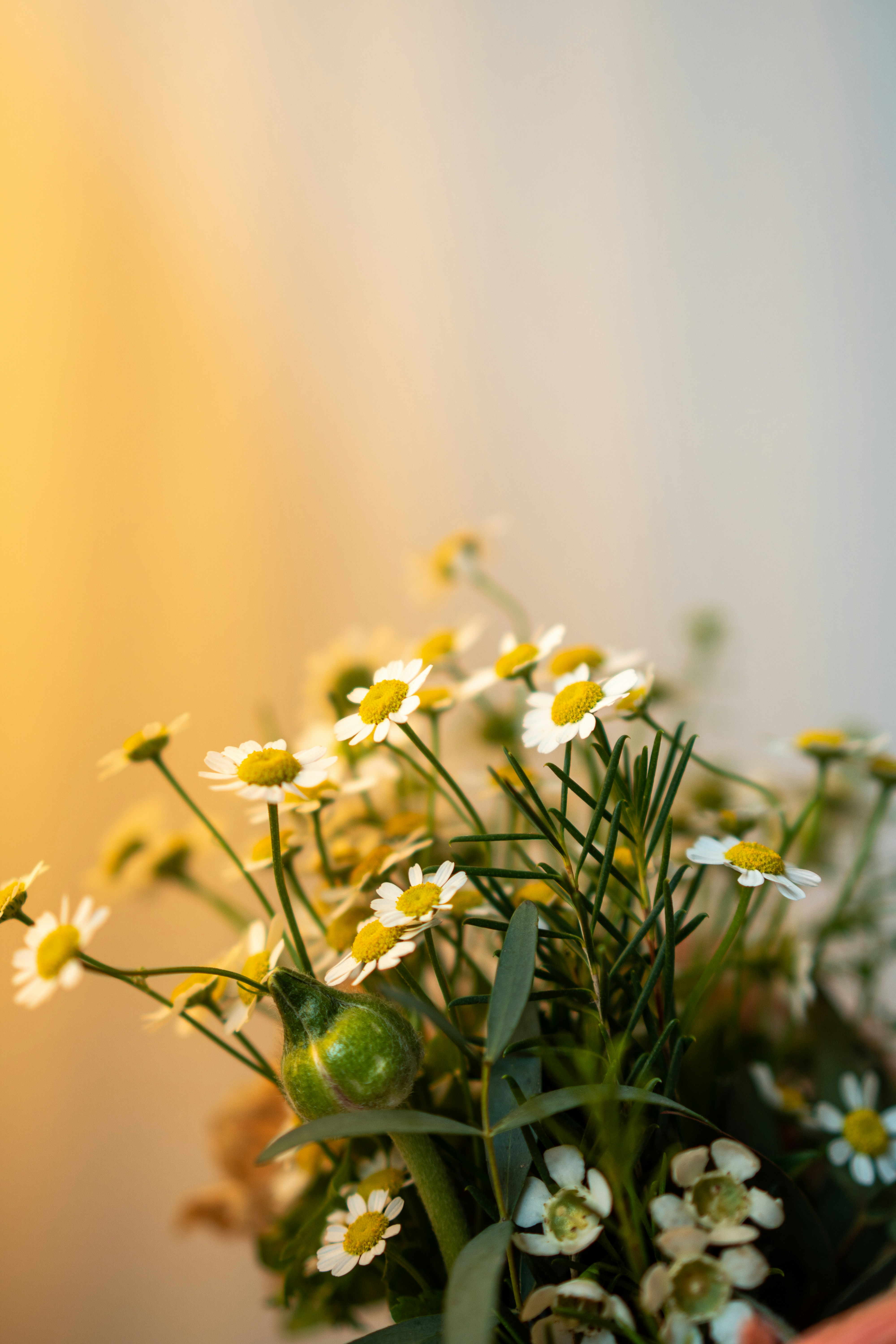 Photo by gensebluemchen