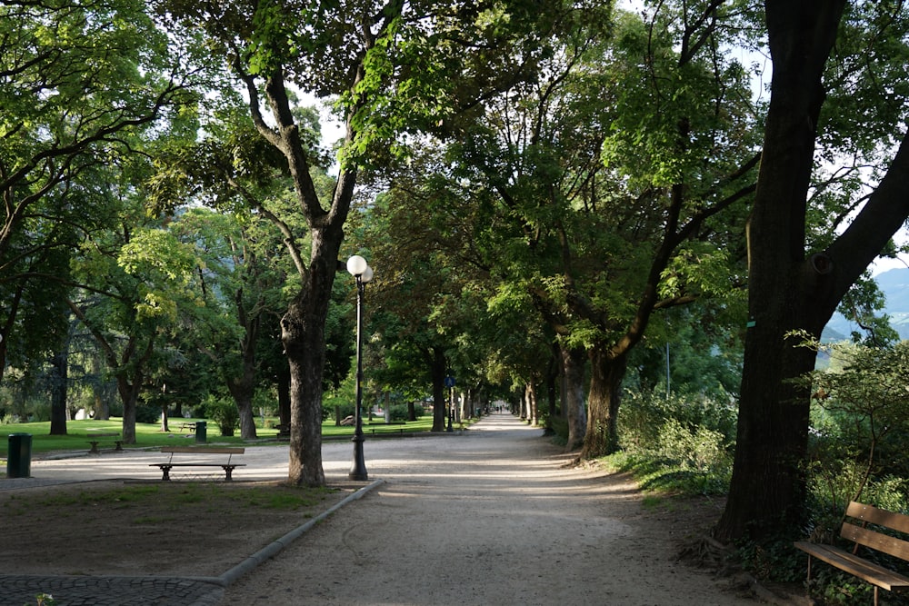 a path with benches and trees on the side