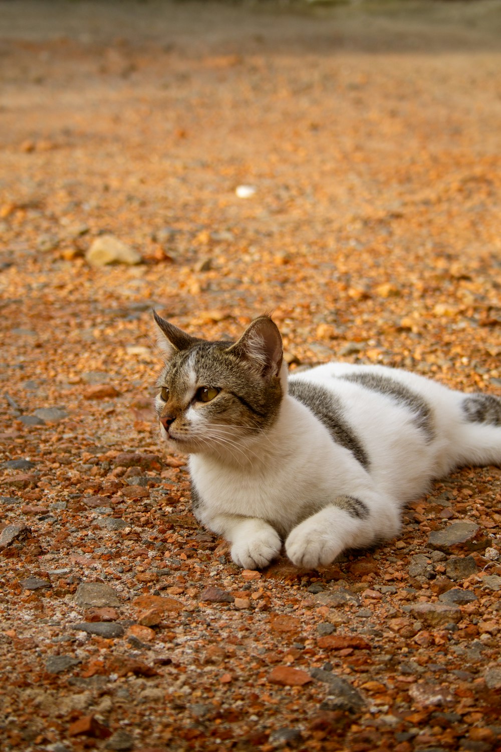 a cat lying on the ground