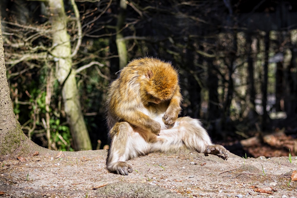 a couple of monkeys hugging