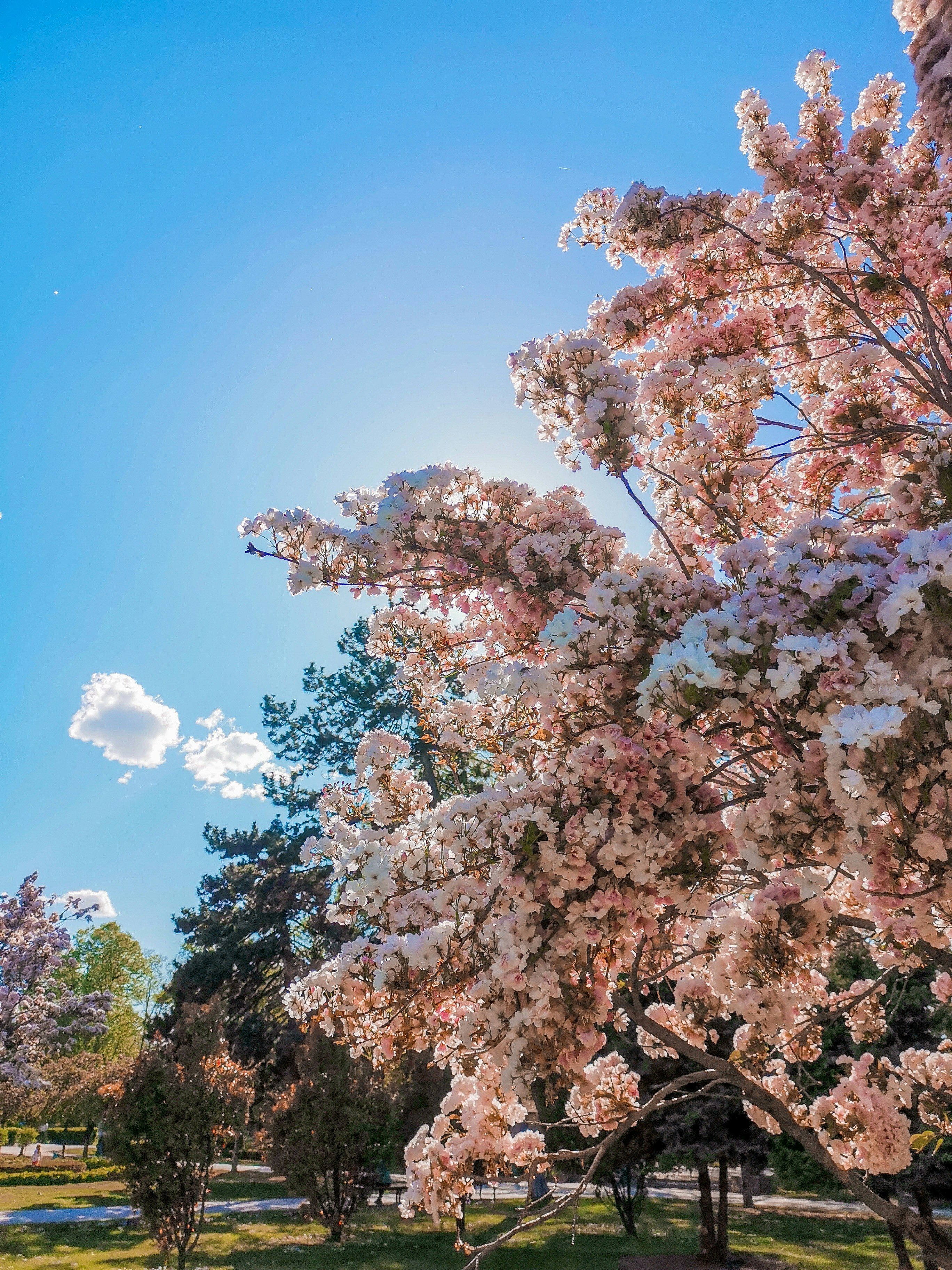 a group of trees with pink blossoms