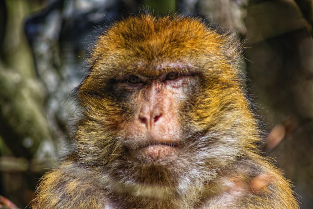 a close up of a monkey