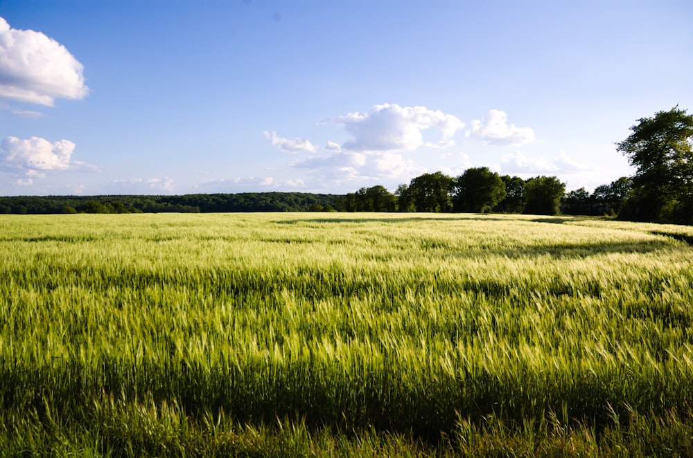 eine große grüne Wiese