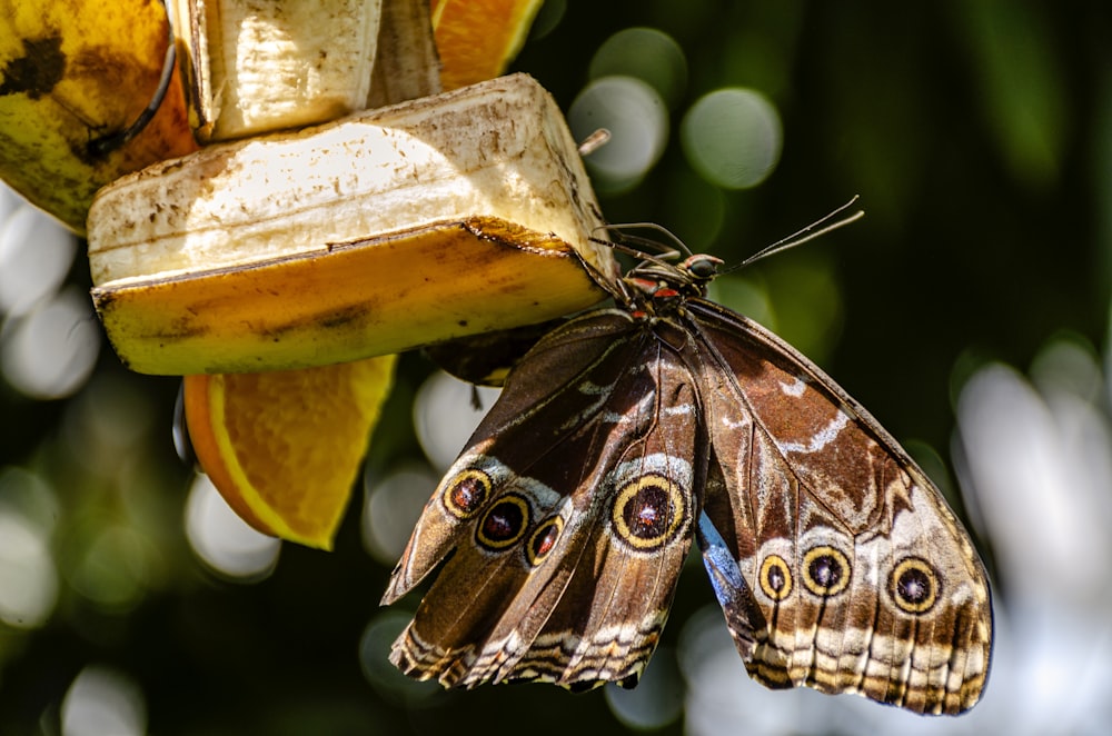 a butterfly on a flower