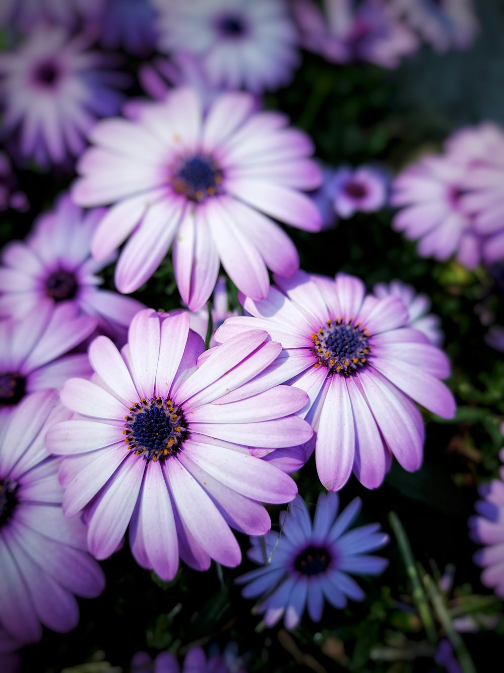 a group of purple flowers