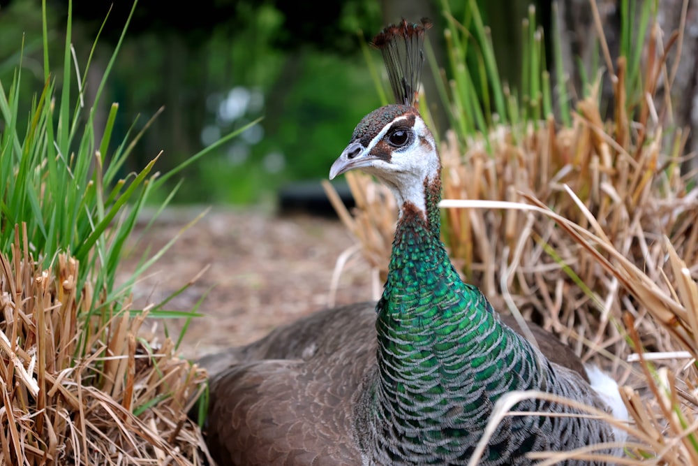 a peacock in the grass