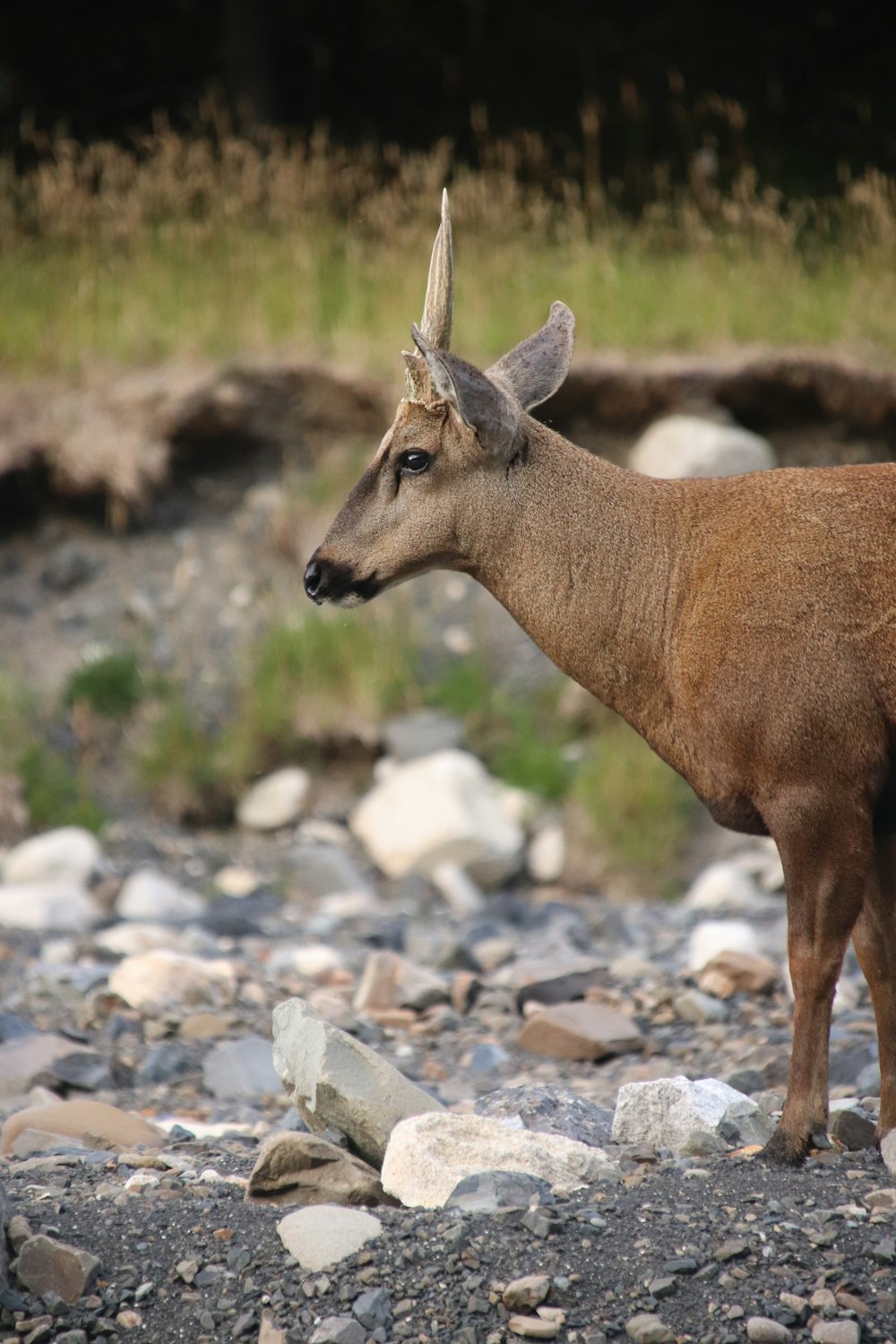a deer standing on rocks