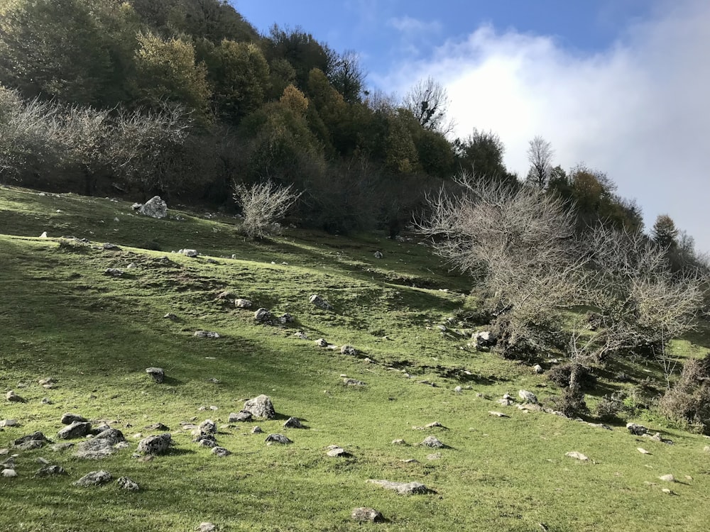 a grassy hill with trees on it