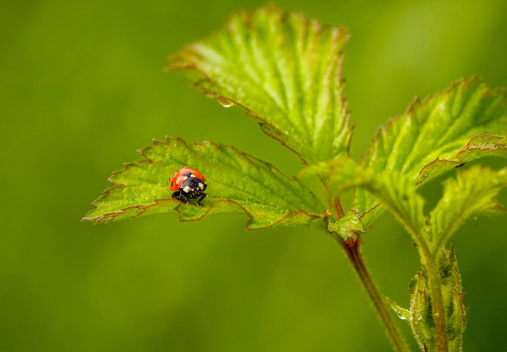 una coccinella su una foglia