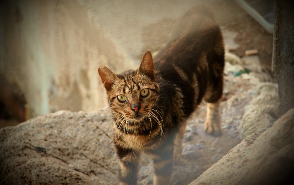 a cat standing on a rock