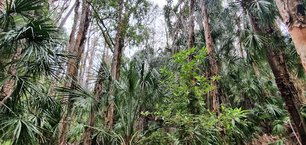 a forest with trees