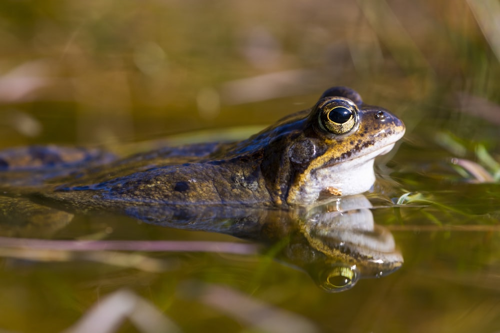 a frog in the water